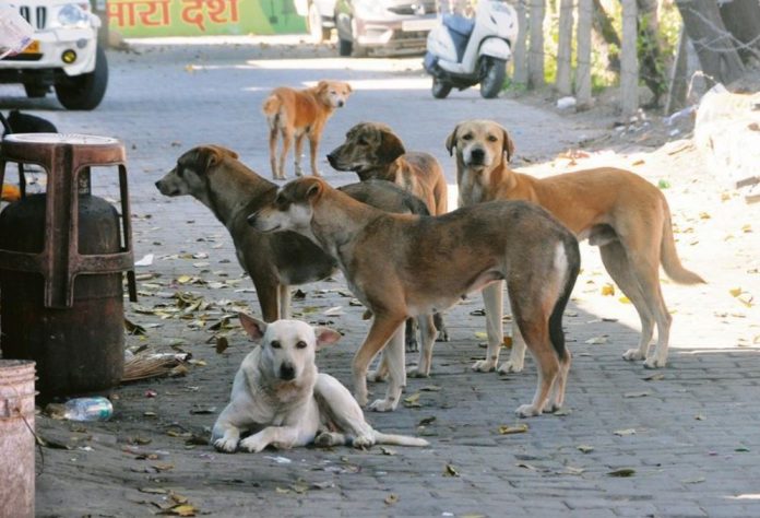 dogs